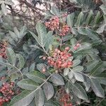 Schinus terebinthifolius Plod