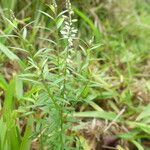 Polygala paniculata Flower