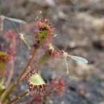 Drosera intermedia Lapas