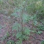 Ambrosia artemisiifolia Blad