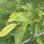 Ulmus pumila पत्ता