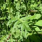 Sisymbrium austriacum Hoja