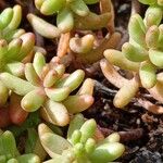 Sedum album Blatt