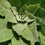 Verbascum phlomoides Blatt