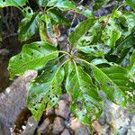 Macaranga coriacea 葉