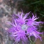 Dianthus hyssopifolius Kukka