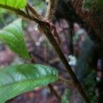 Coccoloba mollis Лист