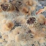 Pachycereus pringlei Meyve