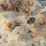 Pachycereus pringlei Fruit