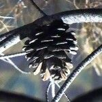 Pinus radiata Fruit