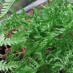 Pteris tremula Hostoa