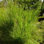 Ephedra foeminea Leaf