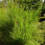 Ephedra foeminea Fuelha