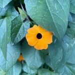 Thunbergia alata Blüte