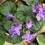 Viola odorata Flower