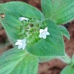Richardia brasiliensis Hoja