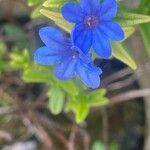 Glandora prostrata 花