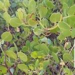 Arctostaphylos patula Leaf