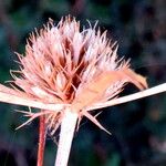 Eryngium campestre Blüte