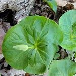 Trillium erectum 叶