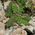 Asplenium hispanicum Hábito