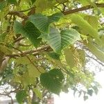 Acer capillipes Folha