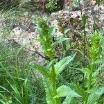 Verbascum blattaria Hábito