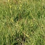 Bulbine bulbosa Yeri