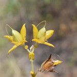 Crotalaria pulchra Flor