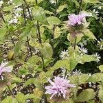 Monarda fistulosa Buveinė