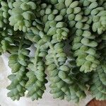 Sedum morganianumFolha