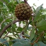 Annona crassiflora Плод