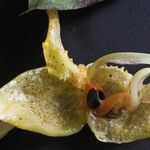 Stanhopea wardii Плод