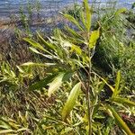 Salix lasiolepis Leaf