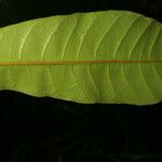 Conchocarpus nicaraguensis Bark