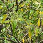 Acacia auriculiformis পাতা