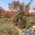 Butea monosperma Habitus