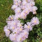 Delosperma cooperi Blüte
