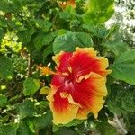 Hibiscus rosa-sinensisFleur