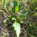 Tephroseris longifolia Лист
