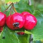 Crataegus douglasii 果