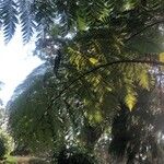Cyathea arborea Hoja
