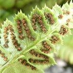 Polystichum lonchitis Плод