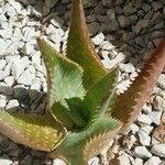 Aloe maculata Други