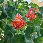 Lonicera ciliosa Flower