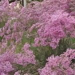 Limonium insigne Flower