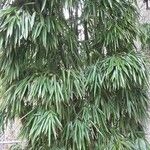 Phyllostachys sulphurea Облик