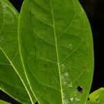 Annona amazonica Leaf