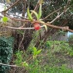 Lonicera fragrantissima Fruit