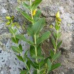 Hypericum richeri Flower